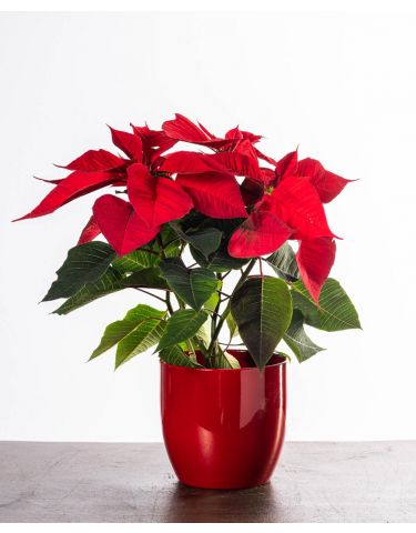Poinsettia 