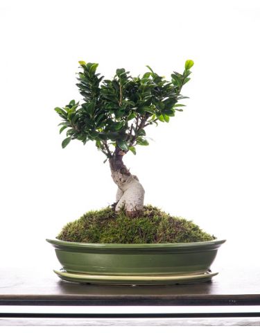 Bonsai Tree "M-L"
