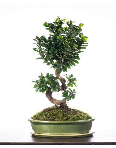 Bonsai Tree "XL"