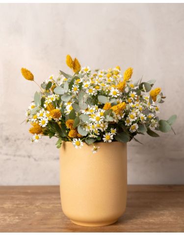 Chamomile Dreams