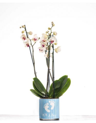 It's a boy orchid