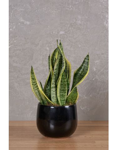 Sansevieria