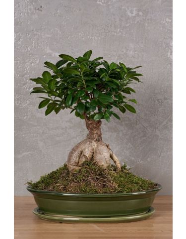 Bonsai Tree "M"
