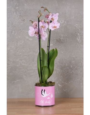 Oh, Baby Girl Orchid!