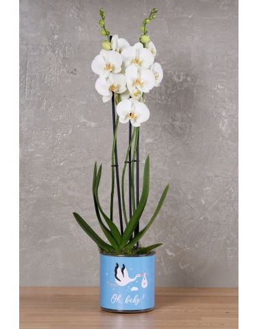 Oh, Baby Boy Orchid!