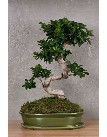 Bonsai Tree "L"