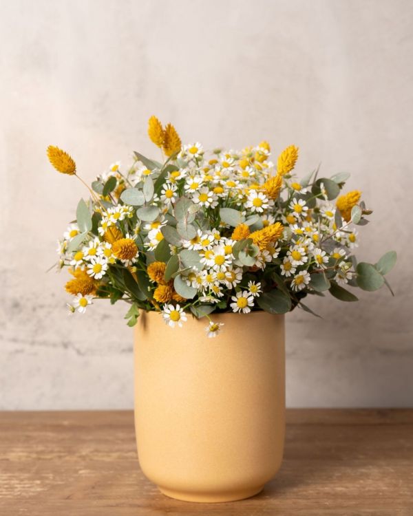 Chamomile Dreams
