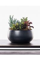 The Succulent Bowl