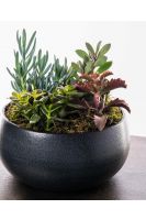 The Succulent Bowl