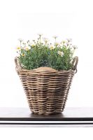 The Plant Of Spring