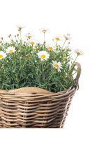 The Plant Of Spring