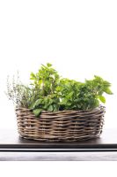 Herbs Basket