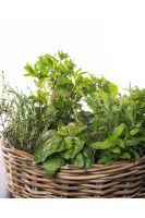 Herbs Basket