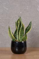 Sansevieria