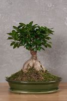 Bonsai Tree 