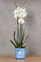 Oh, Baby Boy Orchid!